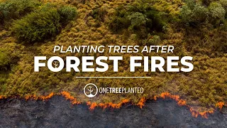 Planting Trees after Forest Fires | One Tree Planted