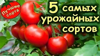 САМЫЕ УРОЖАЙНЫЕ СОРТА ТОМАТОВ (лучшие сорта томатов)