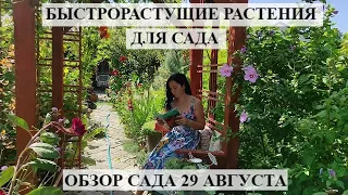 БЫСТРОРАСТУЩИЕ РАСТЕНИЯ для сада | ОБЗОР сада 29 августа | РЕДКИЕ РАСТЕНИЯ | цветущий летний сад