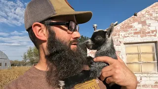 We Have BABY GOATS!!! Was it a Good Deal?