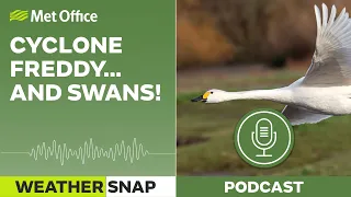 Cyclone Freddy...and swans 17/03/23 - Weather Snap Podcast - Met Office Weather UK