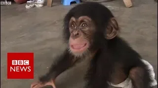 BBC helps bust Nepal chimp smuggling - BBC News