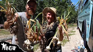 Digging & Planting Garden Swales | Harvesting Elephant Garlic | Dirty Ol’ Homestead Missouri Ozarks
