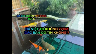 TẬP 17 - CÁ KOI XUYÊN VIỆT 2022 - HỒ KOI VIỆT KHỦNG 77CM - CÁC BẠN CÓ TIN KO - LẦN ĐẦU ĐƯỢC REVIEW