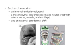 Pharyngeal Arches - NBDE