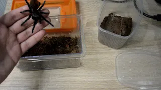 Пересадка паука птицееда Brachypelma vagans(Tliltocatl vagans)