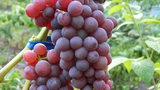 Виноград Кишмиш Канадис (Grapes Kishmish Canadice) 2015 - 2016