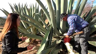 Como se TRUENA un MAGUEY para AGUAMIEL - ALMA Coronel