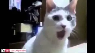 Funny Cat Compilation May 2014 - Funny animals 02
