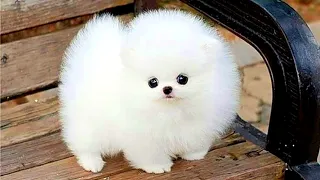 Funny and Cute Pomeranian Videos | Cutest Puppies