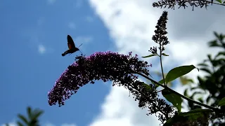 Taubenschwänzchen am Sommerflieder 1 - der Kolibri unter den Schmetterlingen