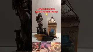 КРЫСЫ В ШОКЕ, БЕГУТ, РОНЯЯ ТАПКИ 😂 #бумерангврагу #таро #tarot #сонятаро #sonyataros #тароонлайн