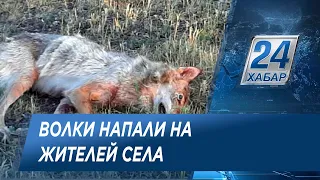 Волки напали на людей в Костанайской области