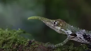 15 Reptiles Únicos Más Exóticos Del Mundo #2