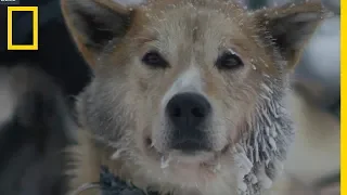 La course de chiens de traîneaux, sport le plus populaire de Scandinavie