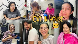 Sistrology house me ai Billi | Sab dar gye | Rabia Faisal