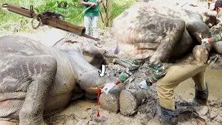 Treating a poor Elephant who've got severe injuries in the leg after being a victim from a trap gun