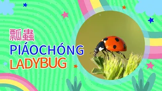 昆蟲｜Learn insects and bugs in in English｜英文單字學習