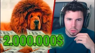 TOP 10 PERROS MÁS CAROS DEL MUNDO | REACCIONANDO