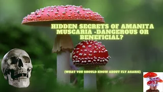 Hidden secrets of Amanita Muscaria -Dangerous or beneficial? (What you shold know about fly agaric)