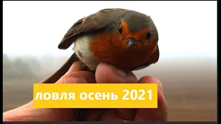 ЛОВЛЯ ПТИЦ ОСЕНЬ 2021