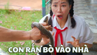 (ĐÁNG SỢ) Con Rắn Này Đã Bò Vào Nhà Chị Thơ  🐍