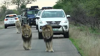 Chaos As We ALL Follow Casper The White Lion And Brothers Back To The Satara Lion Pride