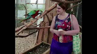 NDSP- Na drzewie są papugi🦜🏝