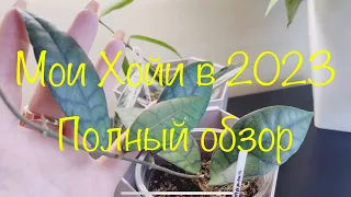 Мои Хойи в 2023 . Полный обзор