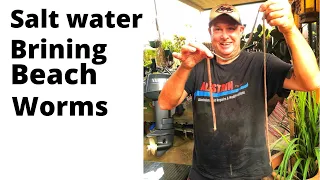 Preserving Beach Worms with a Salt Water Brine Solution