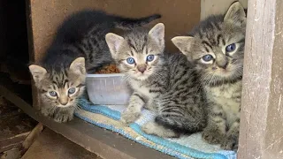 These little Kittens living on the street are very beautiful. You should definitely watch it.