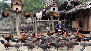 Zon sells wild chickens, vang hoa, king kong amazon