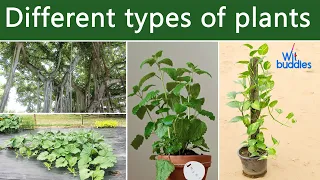 learning about different  types of plants for children | wit buddies