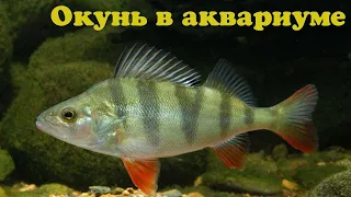 Речной окунь в аквариуме