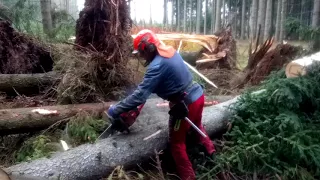 Cutting a broken tree with a Husqvarna 560 XP chain saw