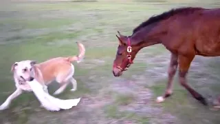 Baby Horse & Dog Play Tag!