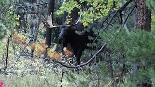 Watch a Bull Moose Unveil it's Majestic Presence at Grand Teton Park! #moose #wildlife