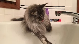 Maine coon cat plays with water from the bath tap