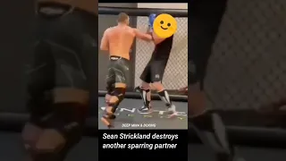 Sean Strickland destroys another sparring partner