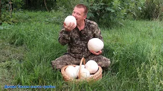 Полная корзина грибов за 20 минут | головач гигантский