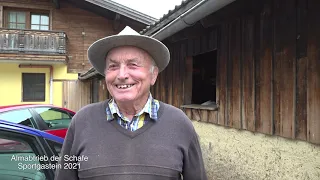 Almabtrieb der Schafe im Gasteinertal