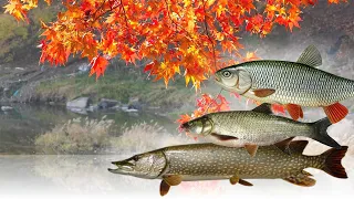 Какая рыба хорошо клюет в октябре? На что клюет рыба в октябре?Какая рыба не клюет в октябре?