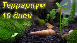 Вечный террариум спустя 10 дней. Автономная экосистема. / ETERNAL TERRARIUM - 10 DAYS