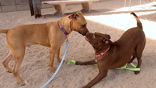 Dogs playing: Episode 58