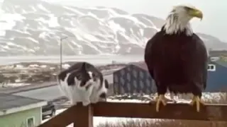 Cat vs Eagle