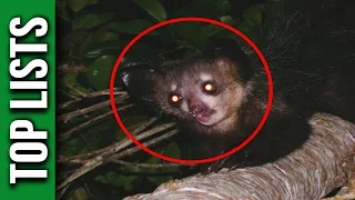 10 Animals You Didn't Know Existed