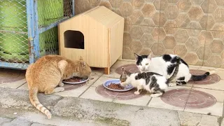 The Mother Cat Sleeps With Her Kittens In The Open, So I Brought Her A Wooden House.