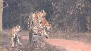 Panderani family @ Tadoba by farooque khan.