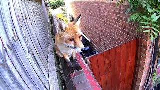 Day 10 (FINALE) – 'Randall-The-Red' is ready to return to his regular fox life, plus recent footage