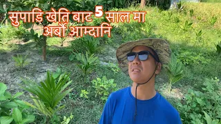 supari kheti in nepal सुपाडि खेति बाट अर्बौ कमाउन यसरि सकिन्छ | supari kheti tarika supari farming